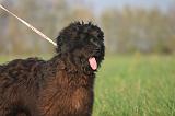 BRIARD 311